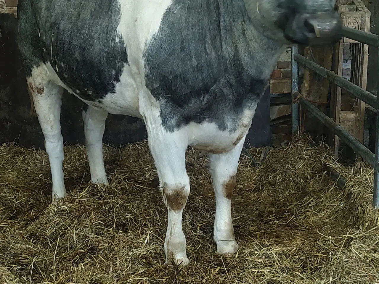 Billede 1 - Kødkvæg