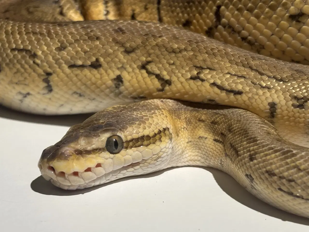 Billede 3 - Kongepython hun – klar til nyt hjem