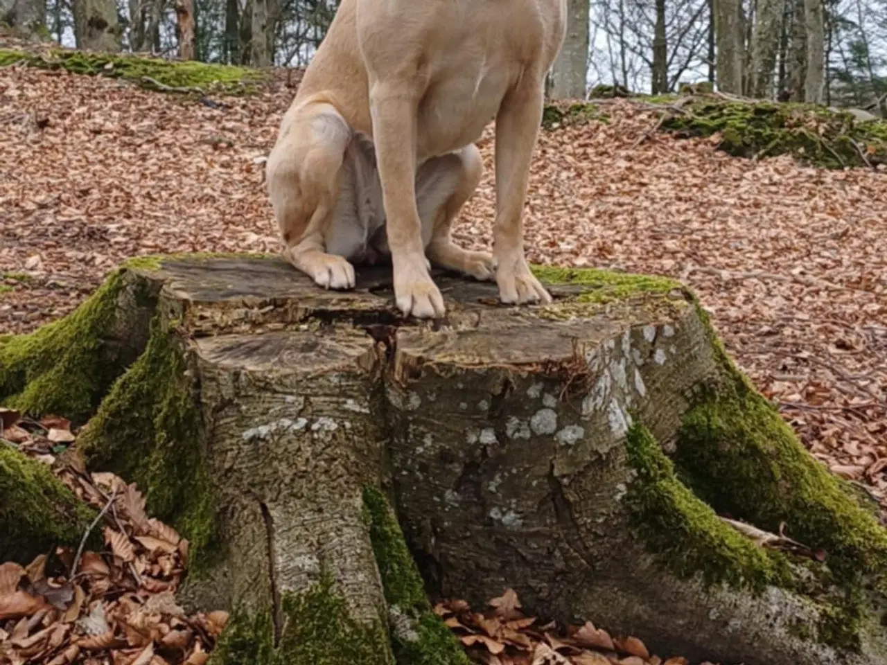 Billede 9 - Sorte Labrador hvalpe sælges