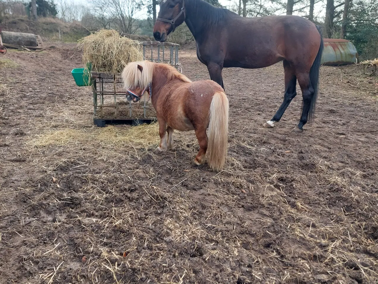 Billede 6 - Trav hoppe  sælges