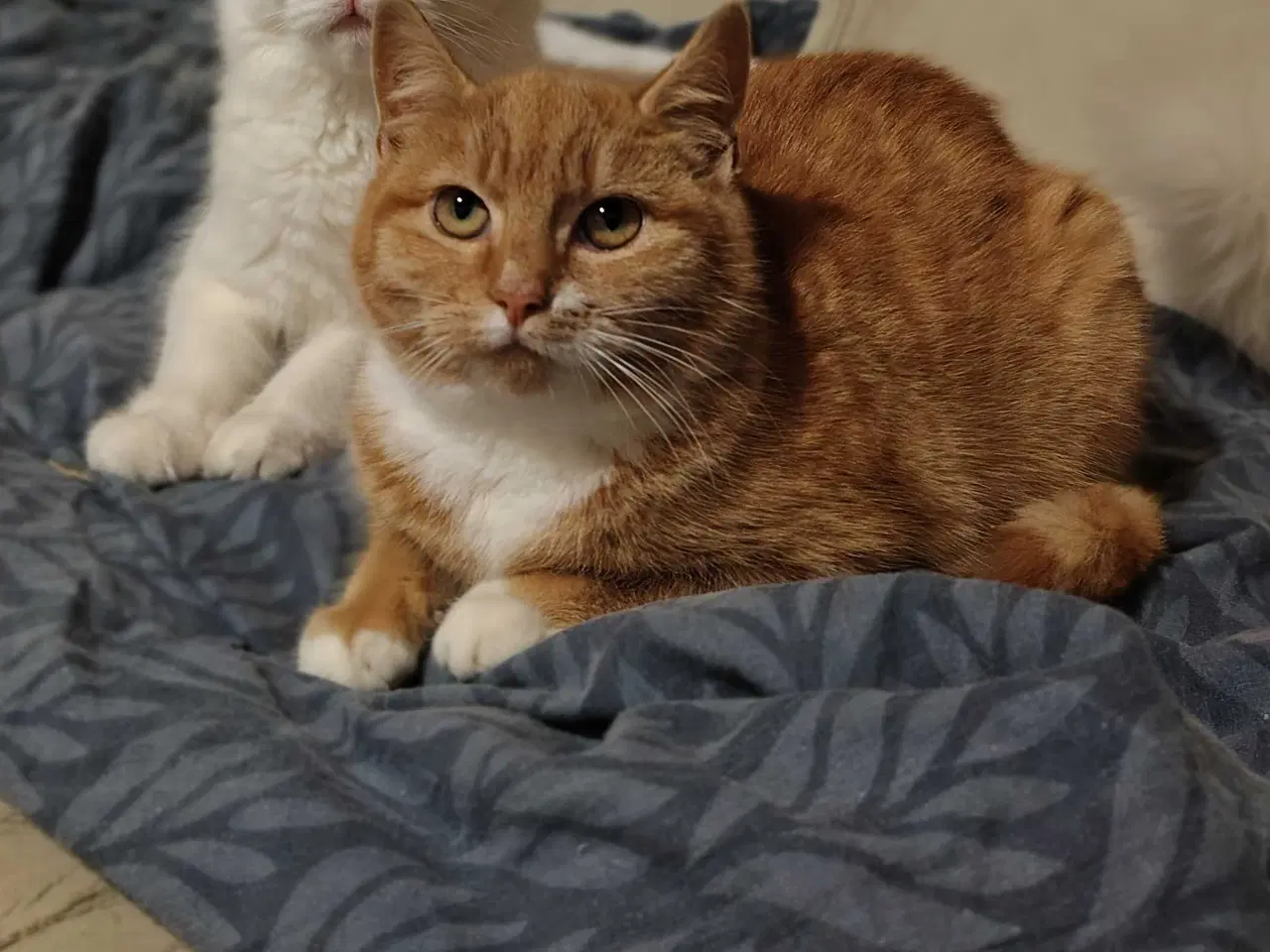 Billede 1 - To Maine Coon, blandings killinger 🐈