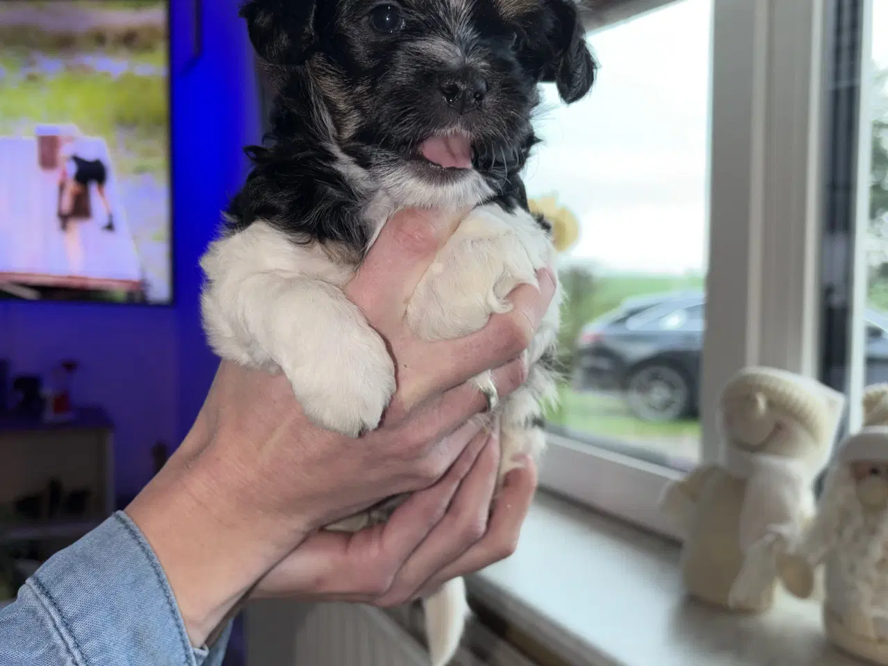 Billede 6 - Blandingsrace hundehvalp