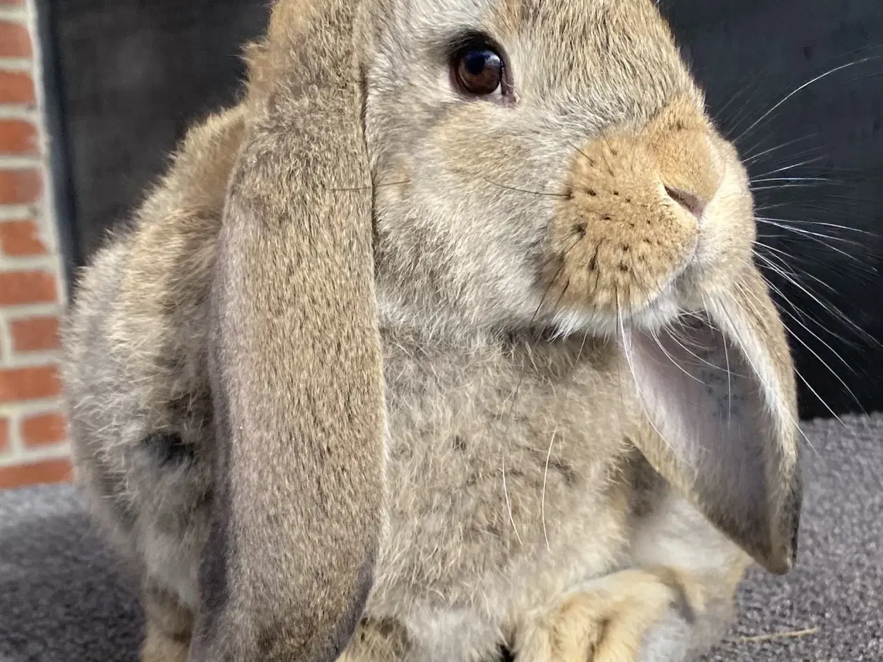 Billede 1 - FRANSK VÆDDER HUN VILDTGRÅ
