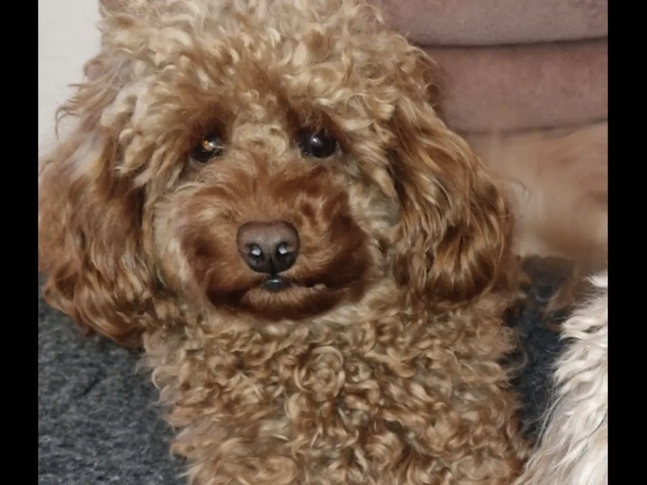 Billede 4 - Shihpoo hvalpe 🐶🌸 rejseklar 19. Maj 26