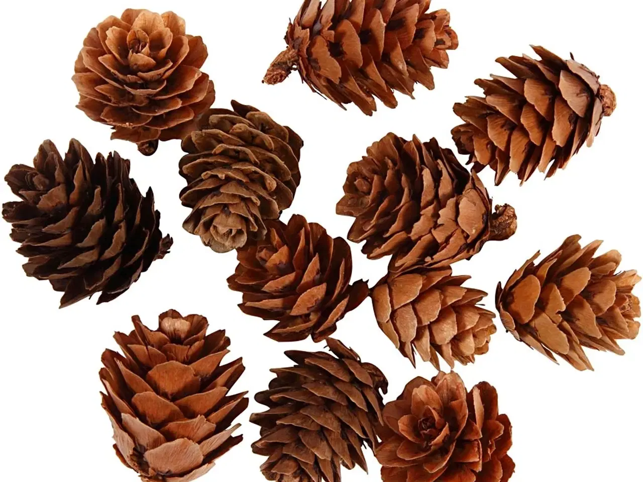 Billede 1 - Lærkekogler 12 stk. - Naturlig dekoration til hjemmet