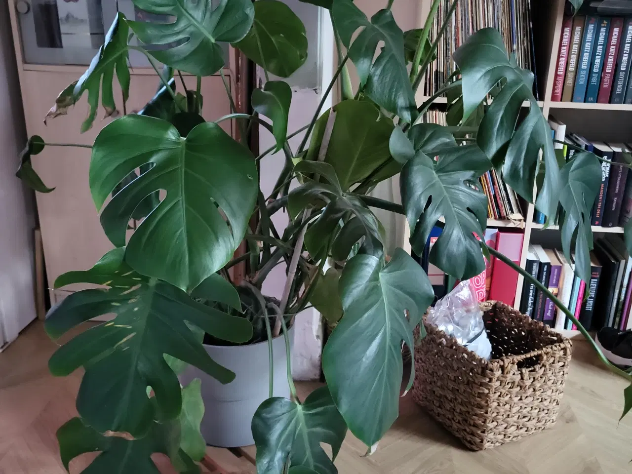 Billede 3 - Stor fingerfilodendron (Monstera Deliciosa)