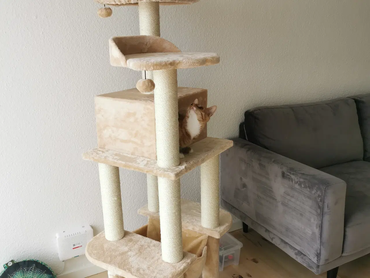 Billede 3 - Kat på 5 mdr. søger nyt hjem