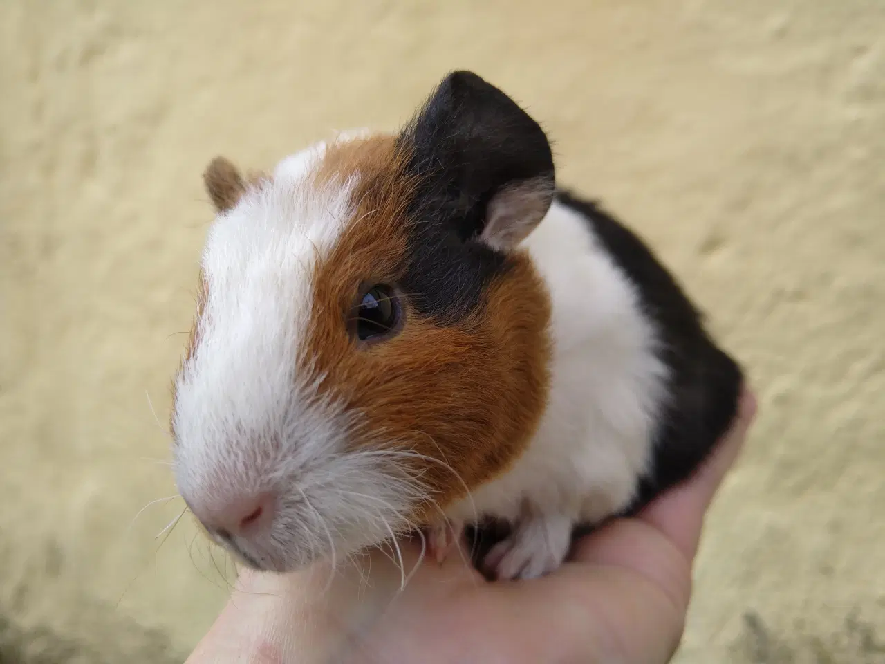 Billede 1 - Hun unge til voksen, der har mistet makkeren 