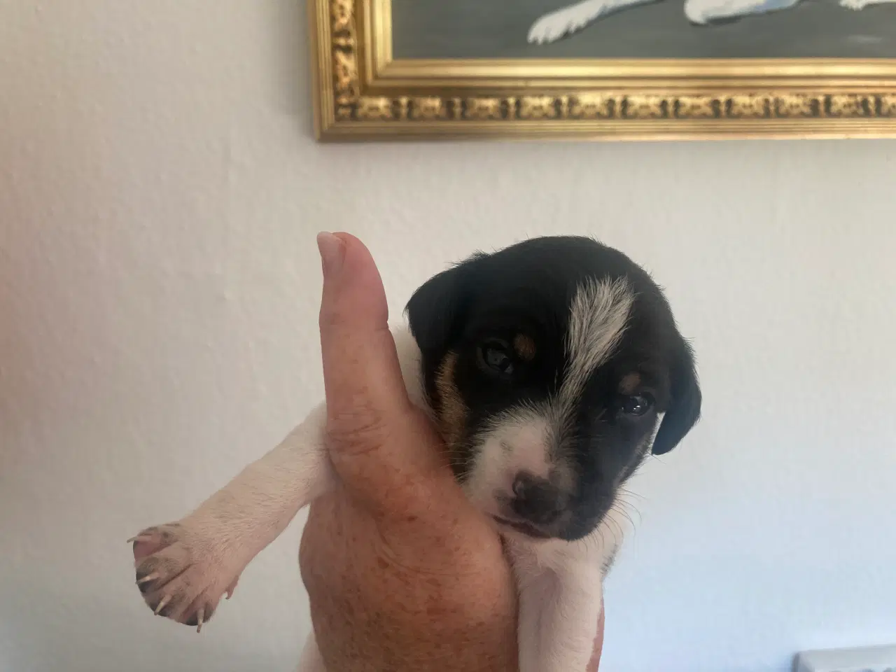 Billede 6 - Dansk/svensk gårdhunde hvalpe