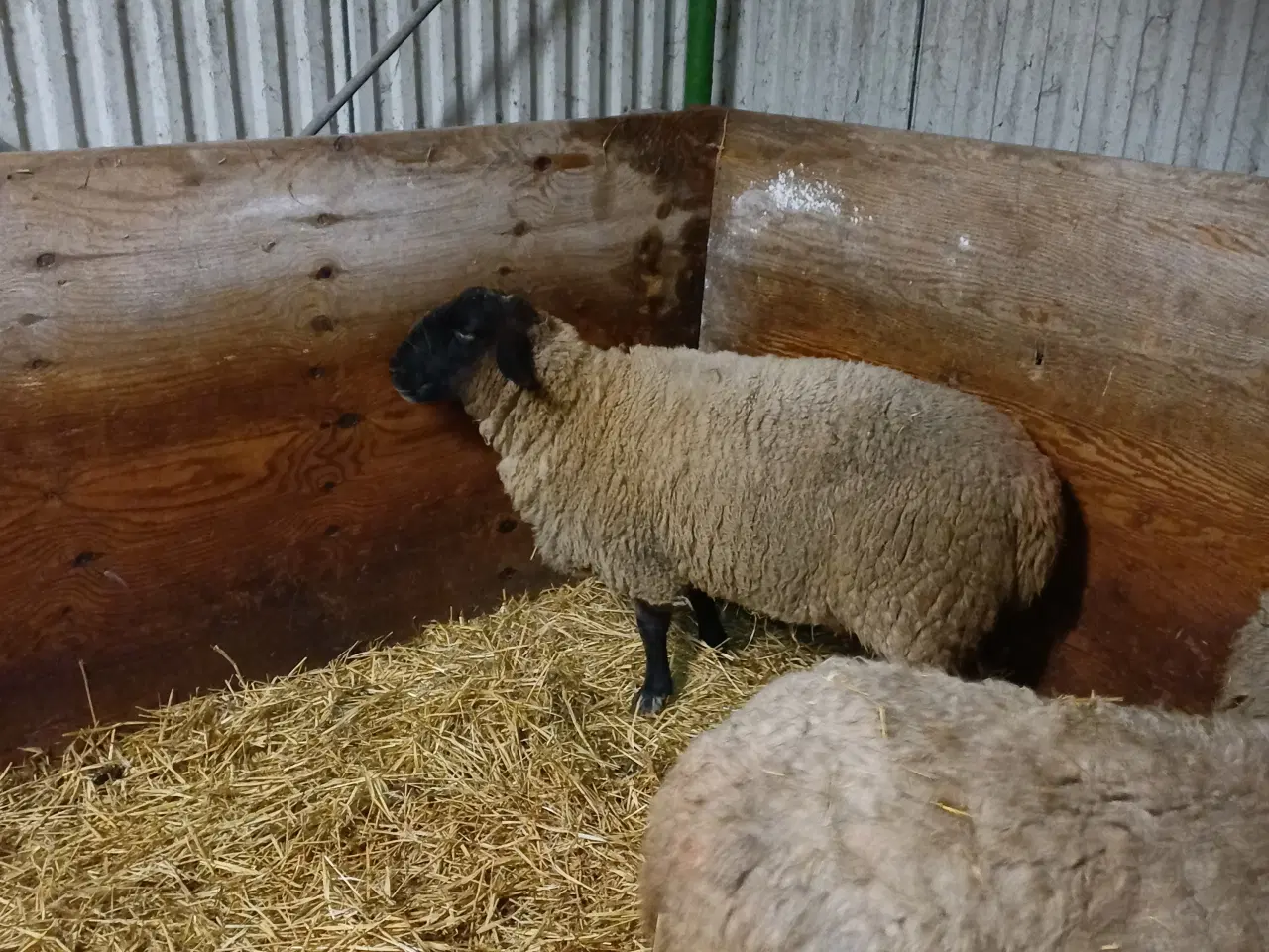 Billede 1 - Ilæmmet får