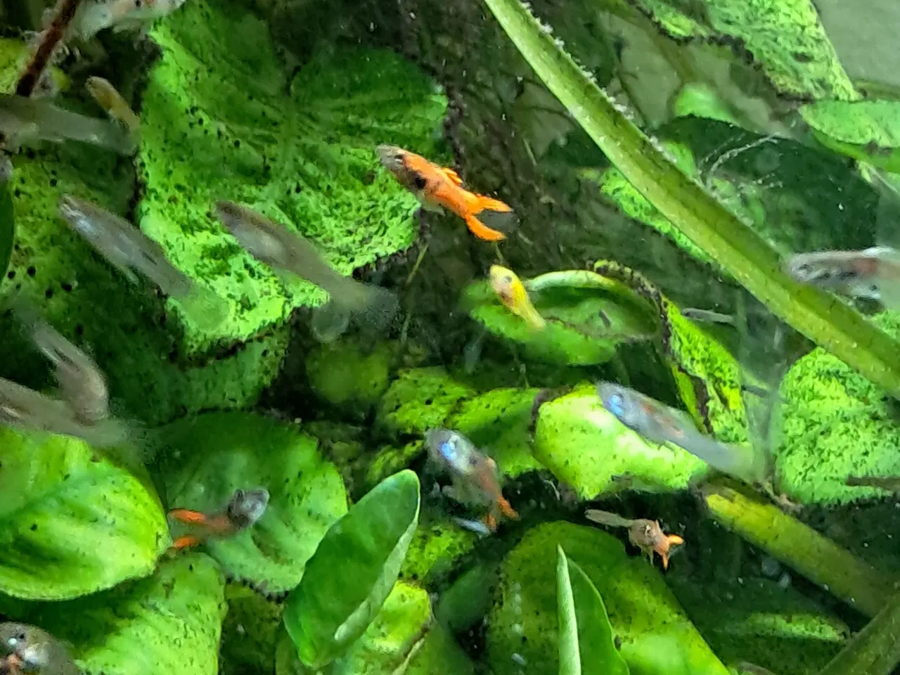 Billede 7 - Mix endler guppy 