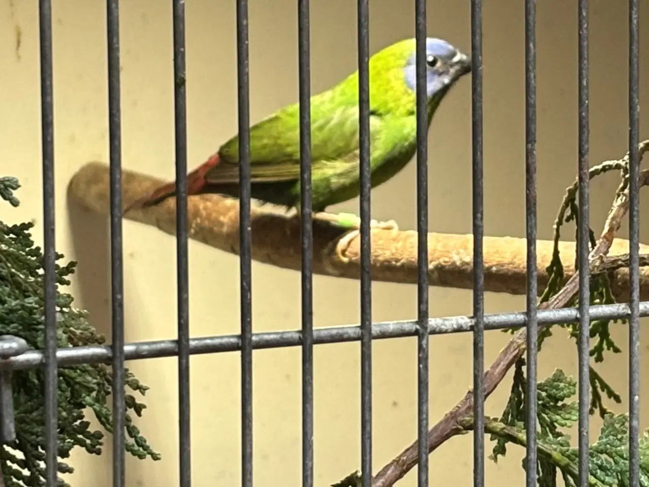 Billede 1 - Blåhovedet papegøjeamadine 