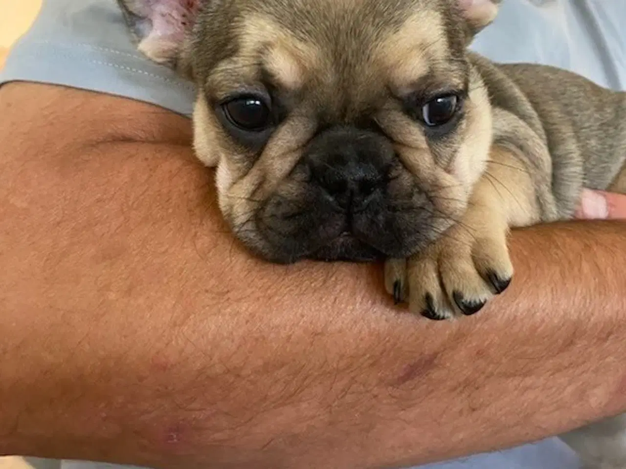Billede 8 - Fransk Bulldog