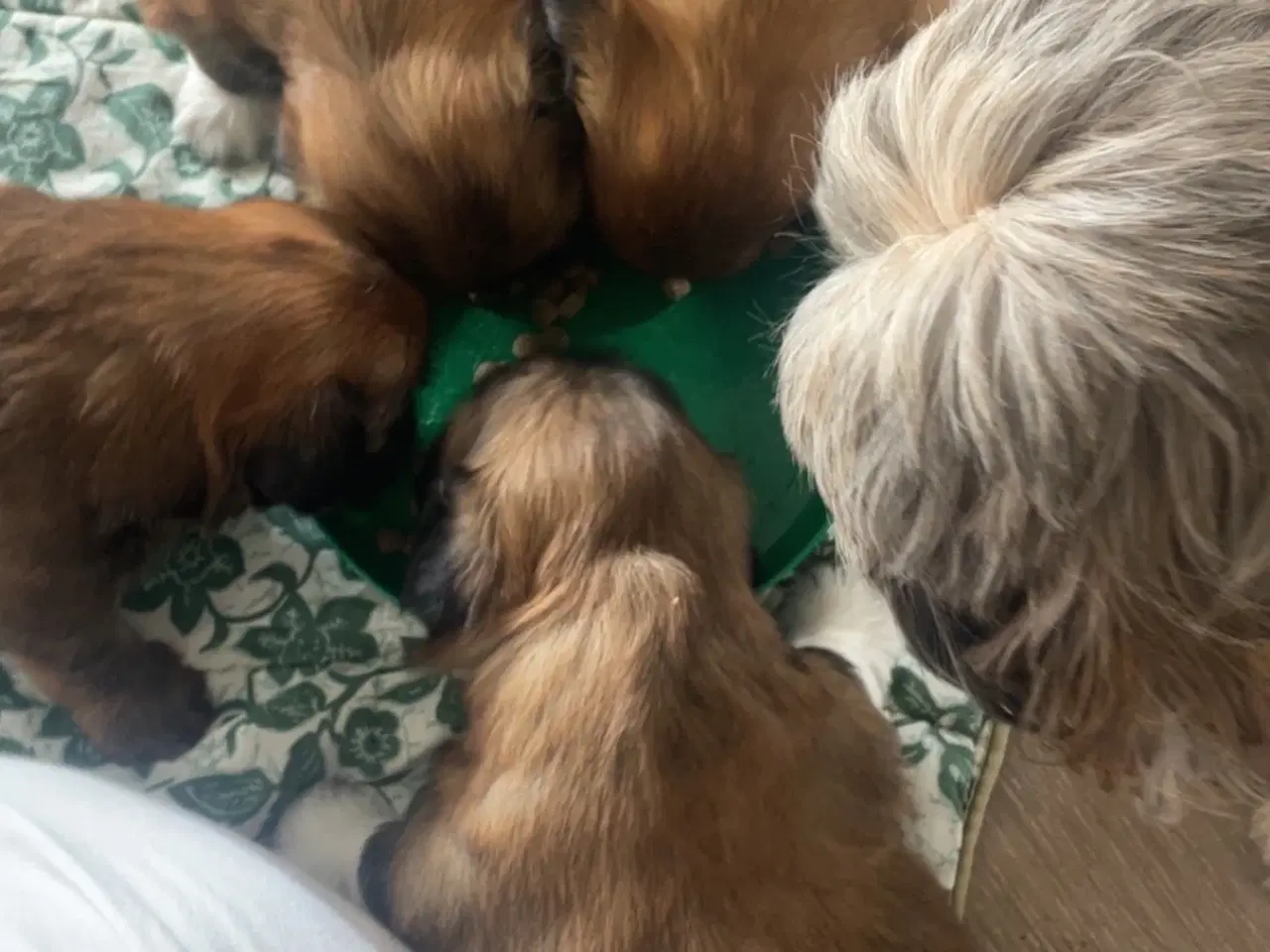 Billede 12 - Hvalpe- shizu/lhasa apso