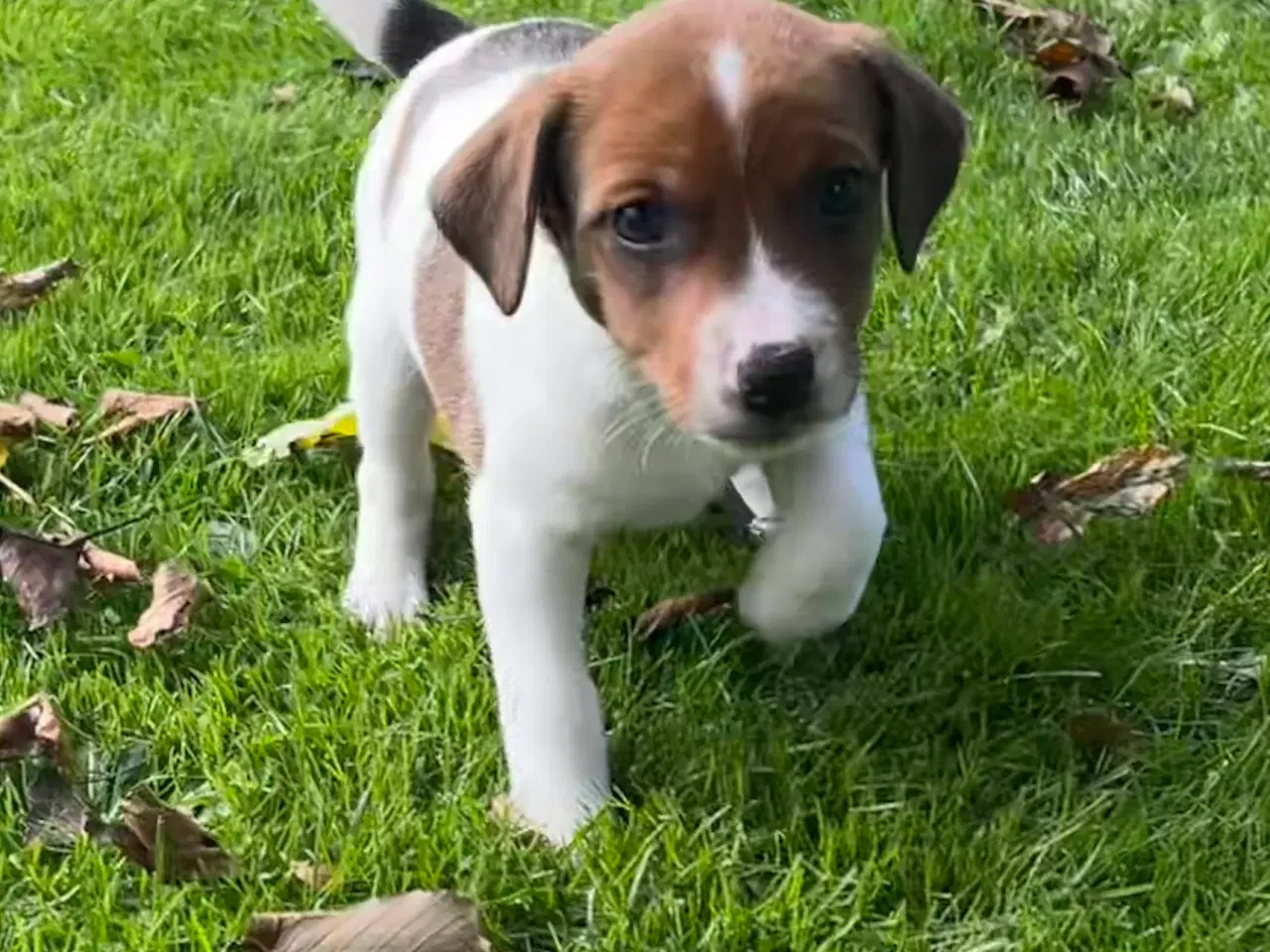 Billede 12 - Dansksvensk Gårdhund hvalpe