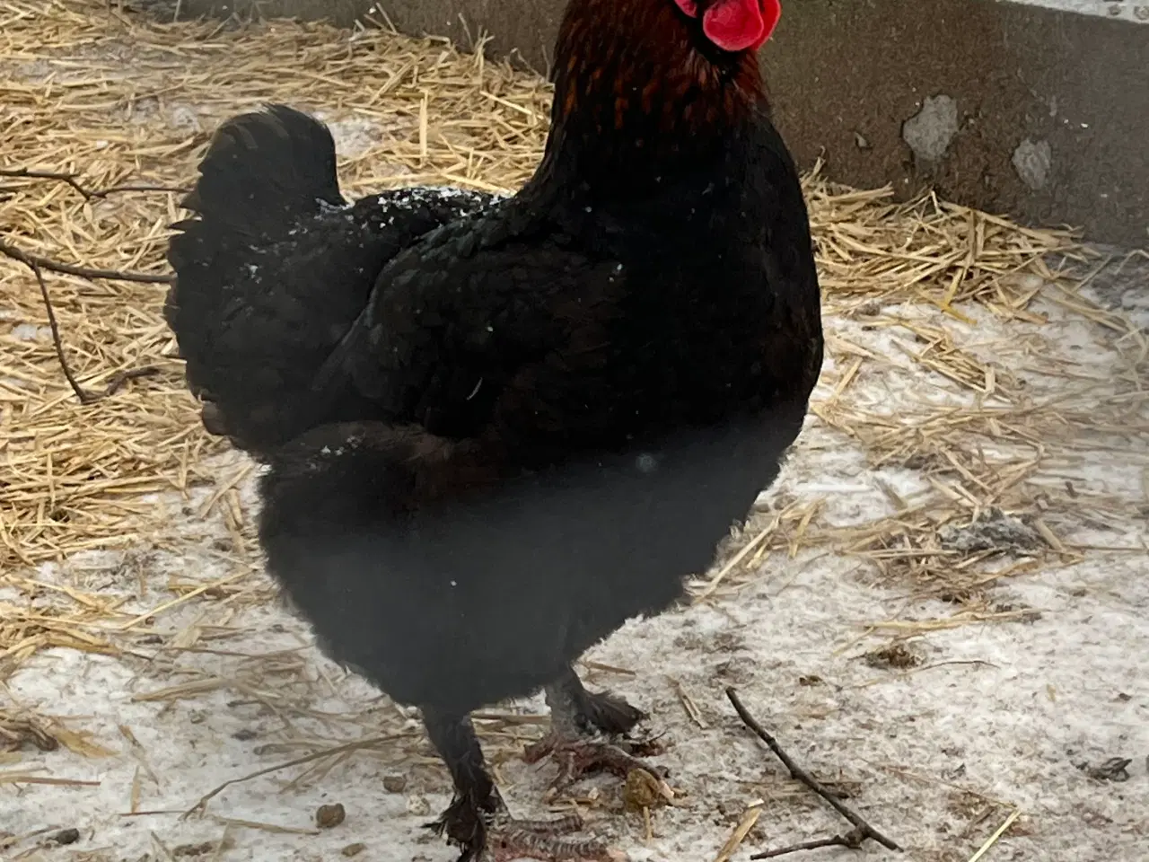 Billede 4 - Rugeæg fra Kobber maran høne og cream legbar hane