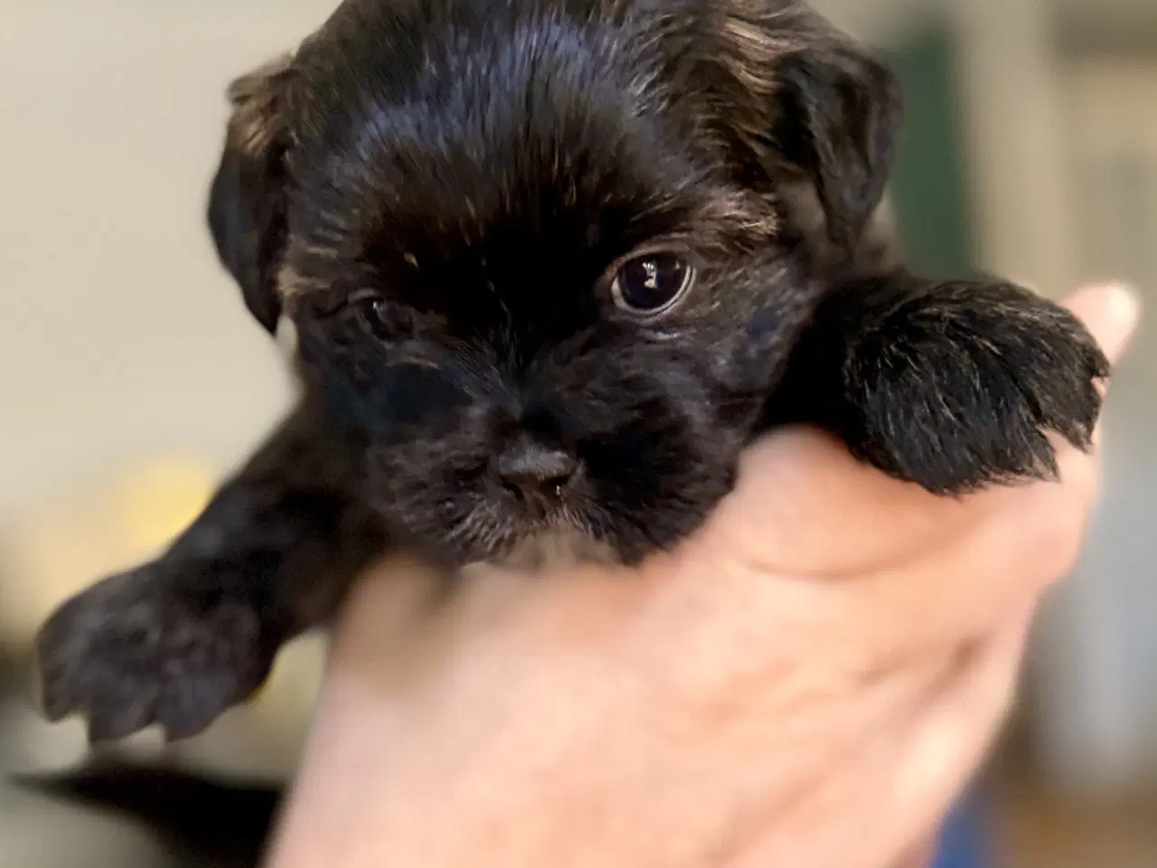 Billede 8 - Små chokoladefarvede uldtotter 🤎