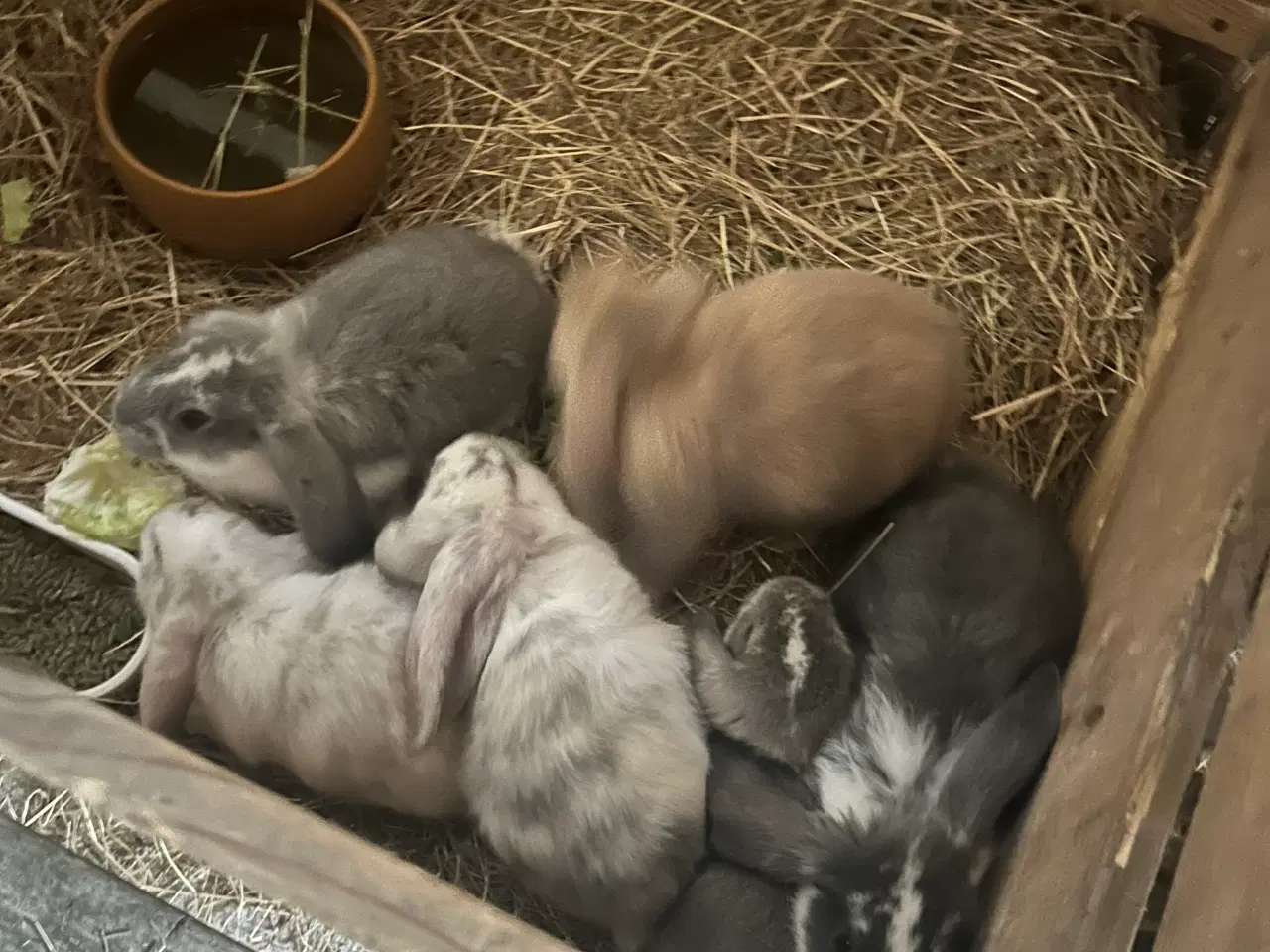 Billede 1 - Kaniner - Fransk vædder