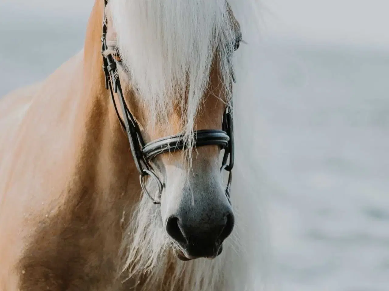 Billede 2 - Haflinger hoppe til avl eller hygge 
