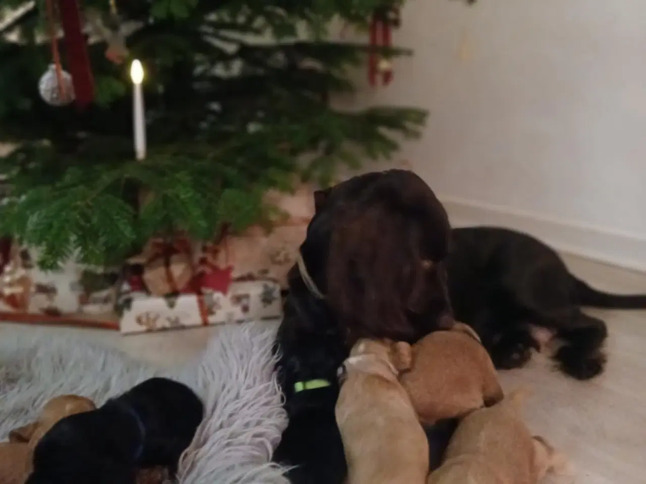 Billede 7 - Cocker Spaniel hvalpe sælges