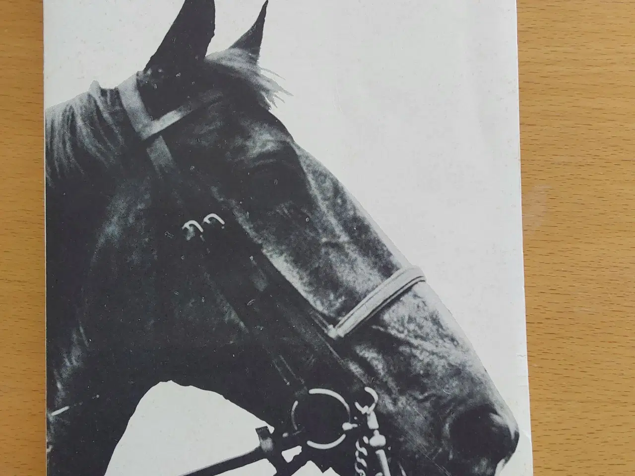 Billede 3 - Flanagan - Historien om en hest