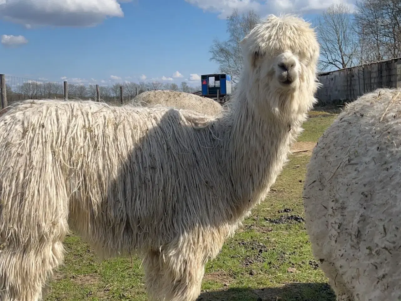 Billede 2 - Alpaca div. suri sælges