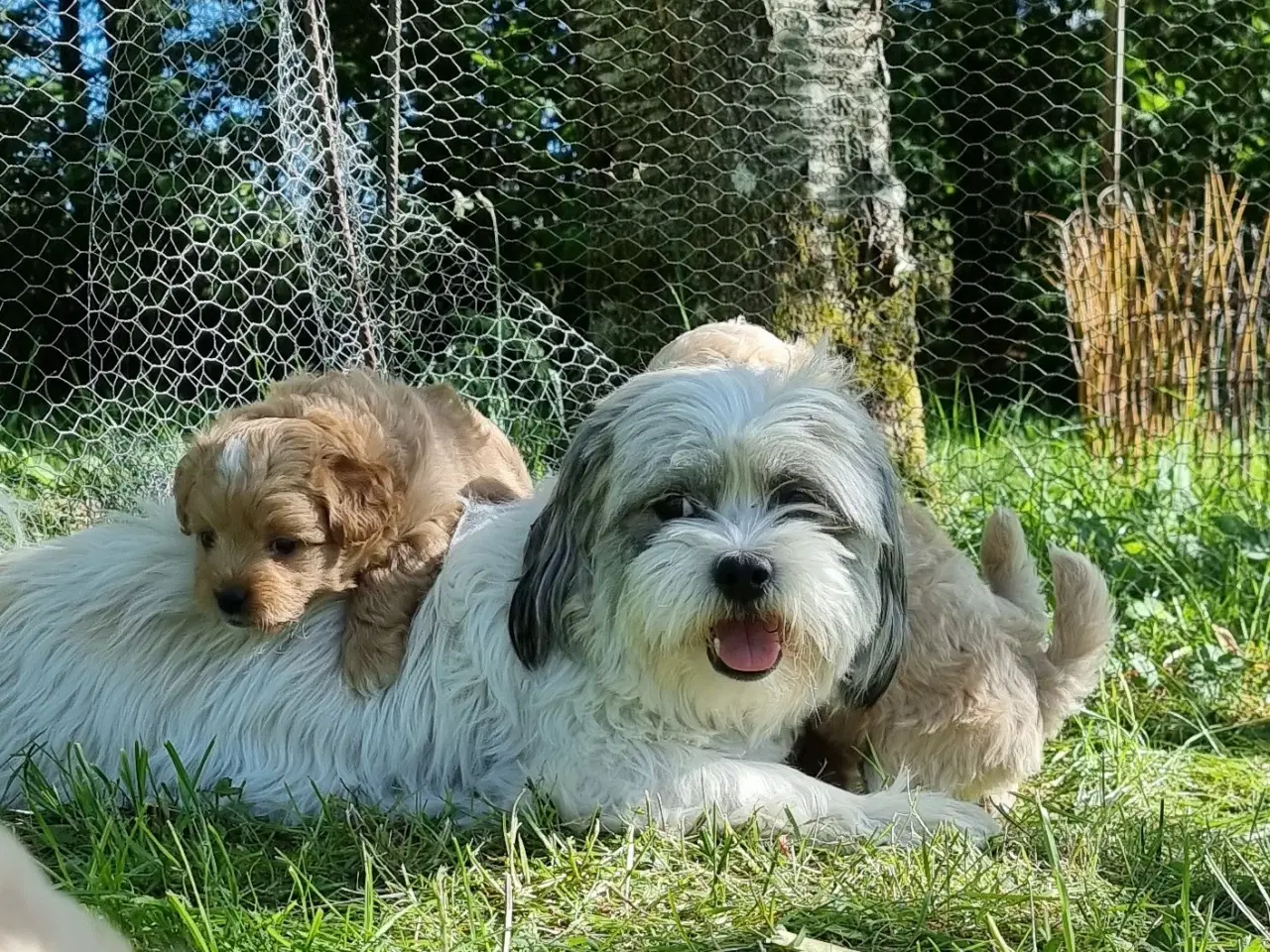 Billede 7 - Boomer/Puddel hvalpe