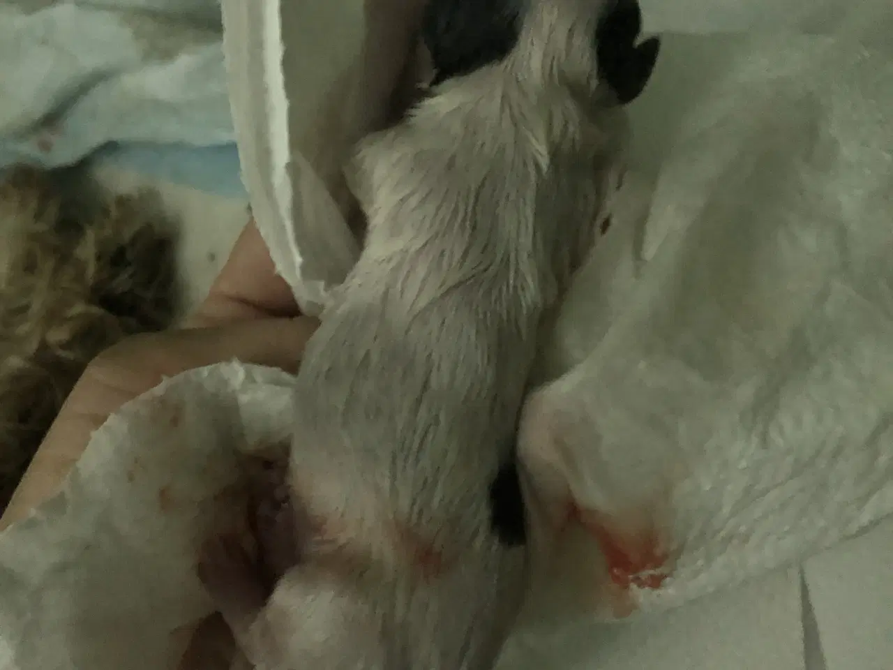 Billede 7 - Shih Tzu/ Chihuahua blanding