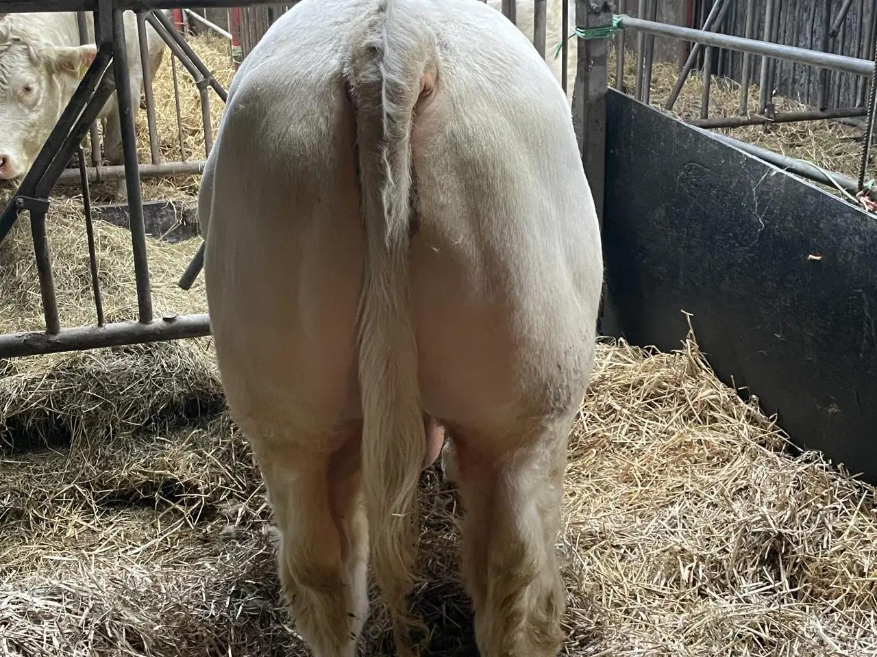 Billede 2 - Charolais tyr