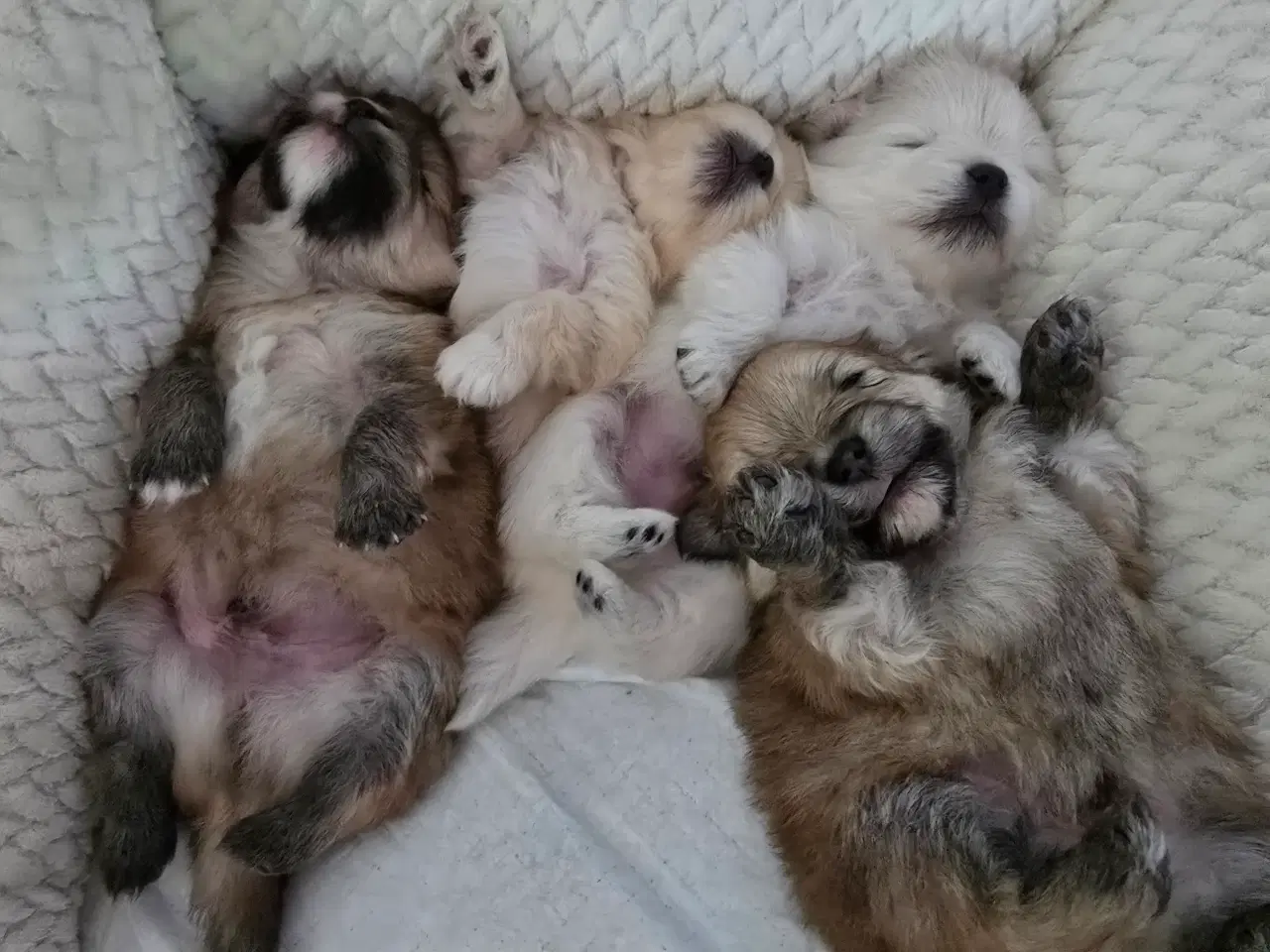 Billede 6 - Pomeranian hvalpe , 4 søde drenge. 