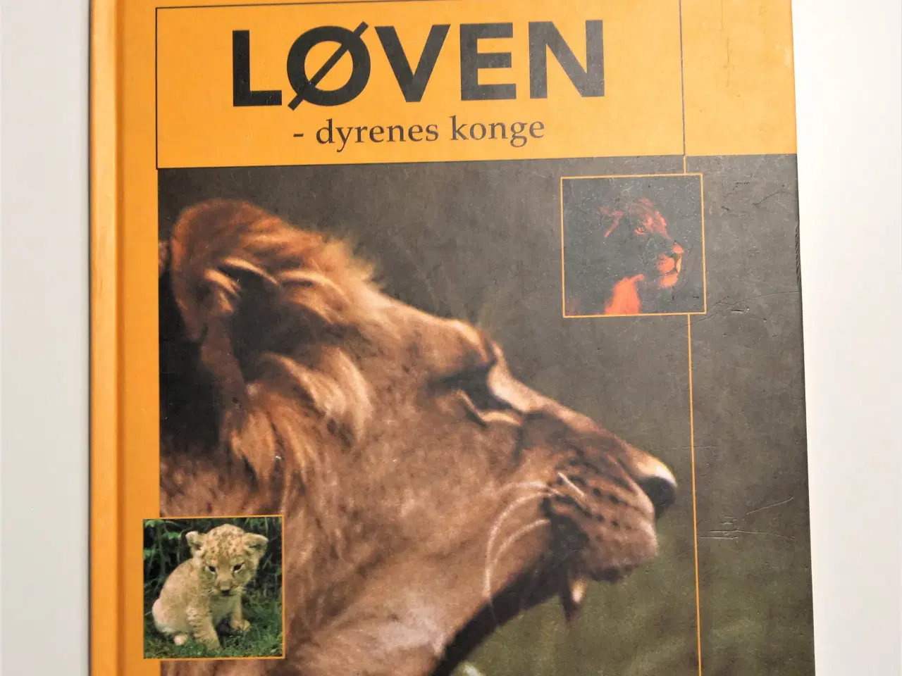 Billede 1 - Løven - dyrenes konge. Af Birthe Kot