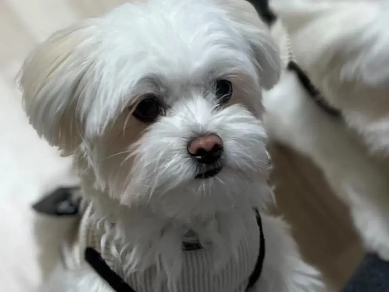 Billede 2 - Maltese tæve ( 2-2.5kg )