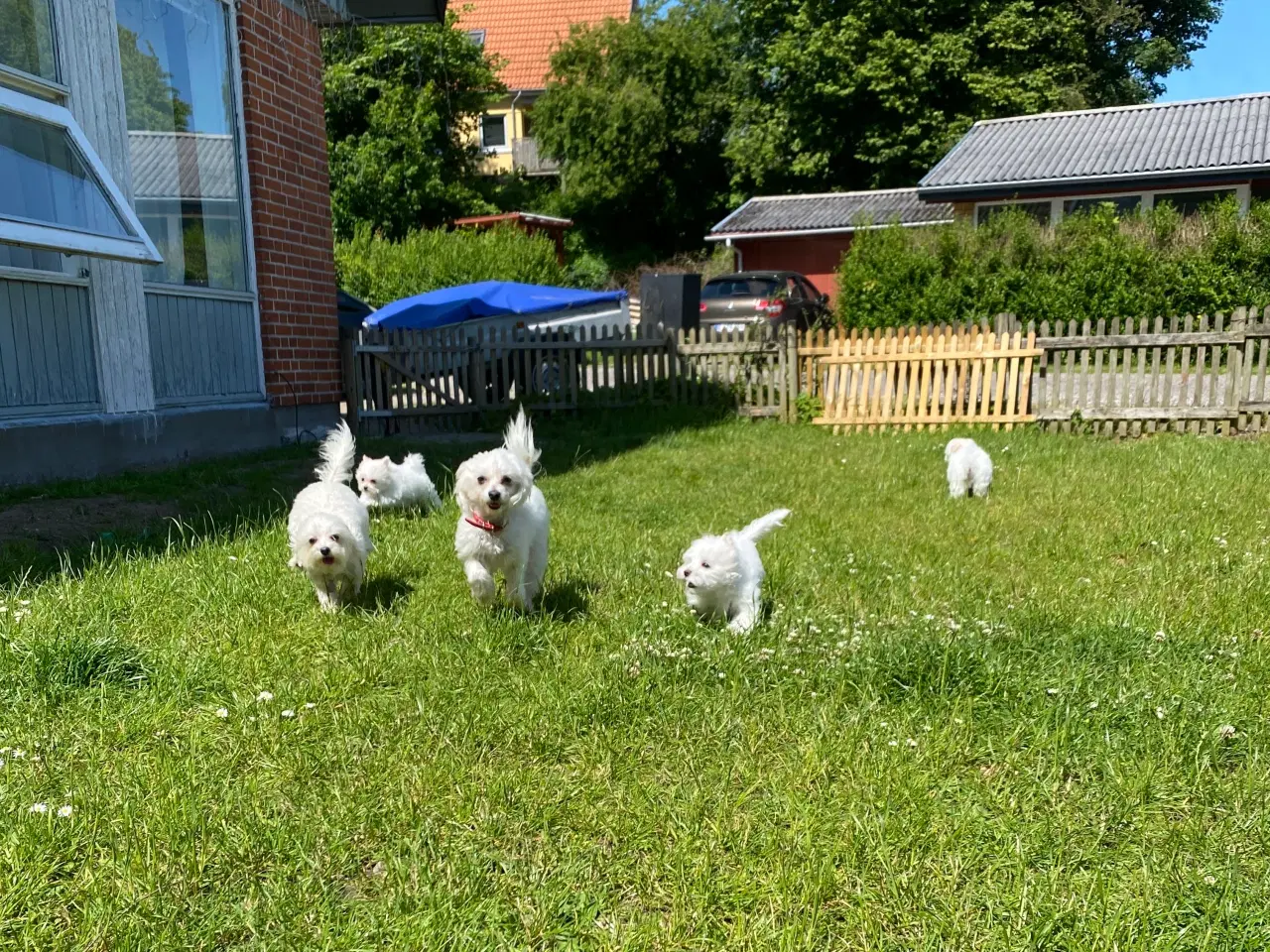 Billede 1 - Malteser hvalpe 🐶