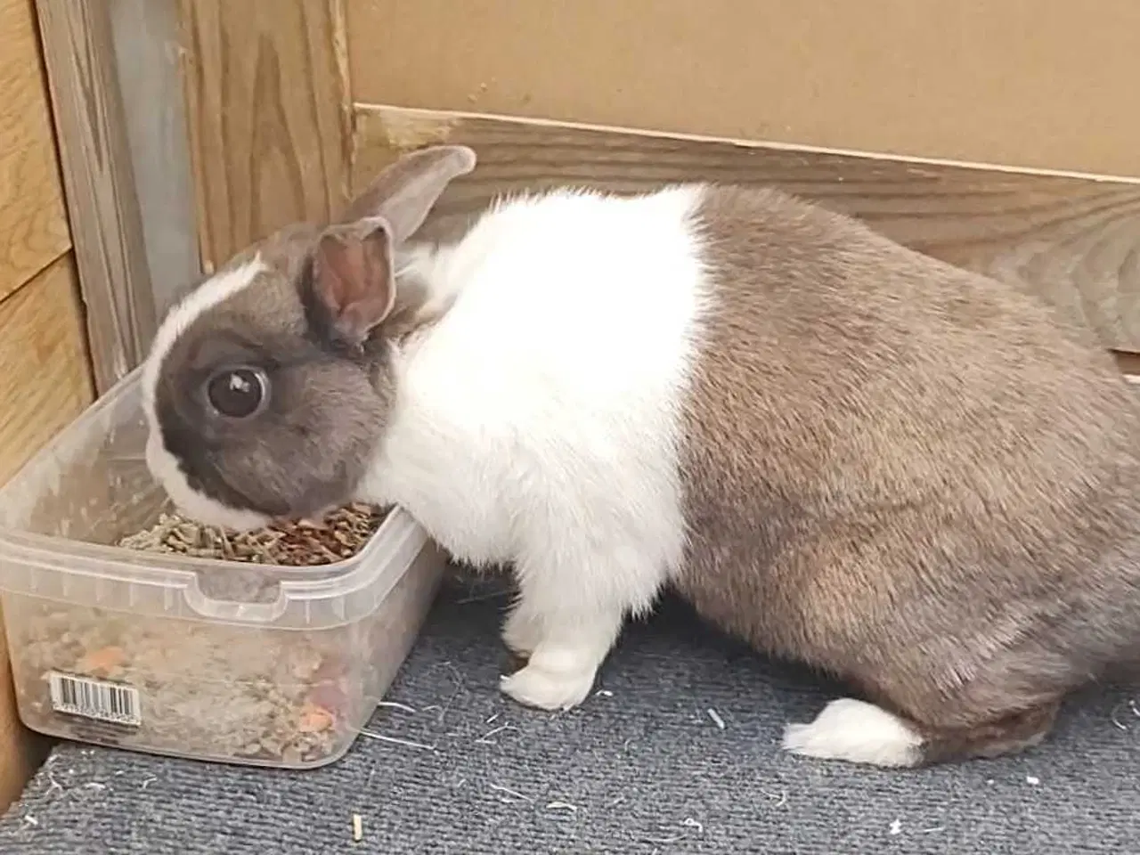 Billede 1 - Hermelin hun