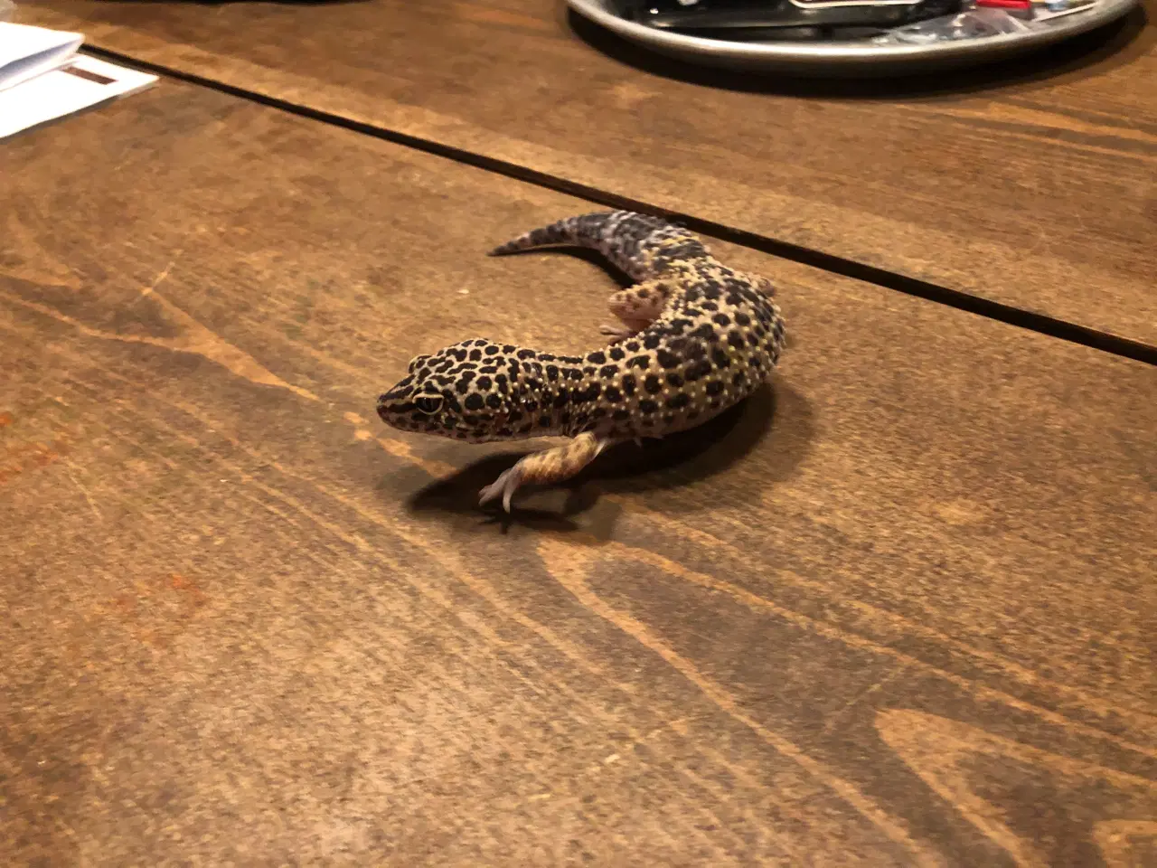 Billede 4 - Terrarie incl. 2 leopardgekkoer
