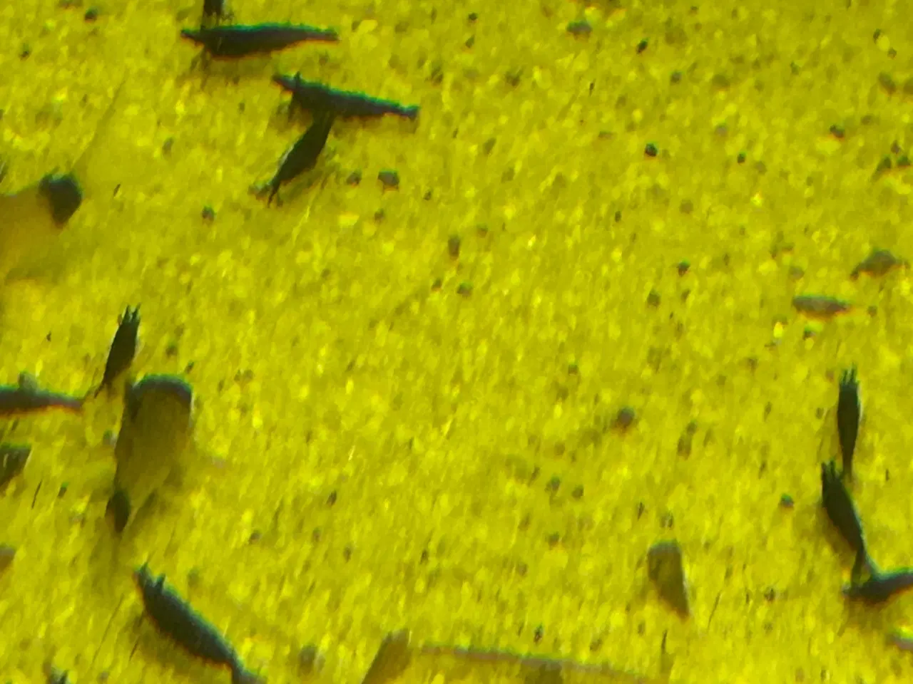 Billede 2 - 🦐🖤 Sort kirsebær reje – dyb sort farve | GLS 