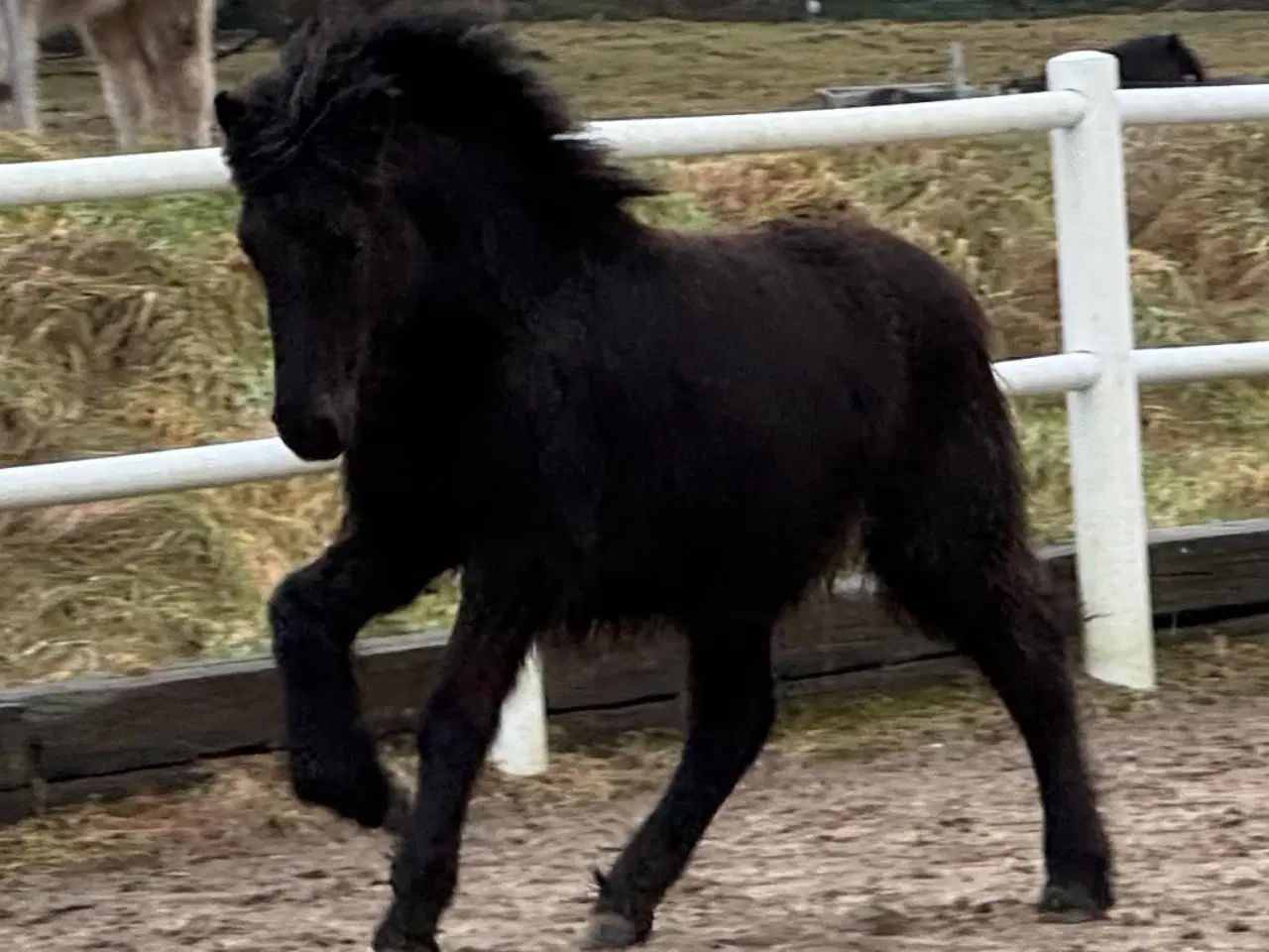 Billede 1 - 1 års sort islænder hingst