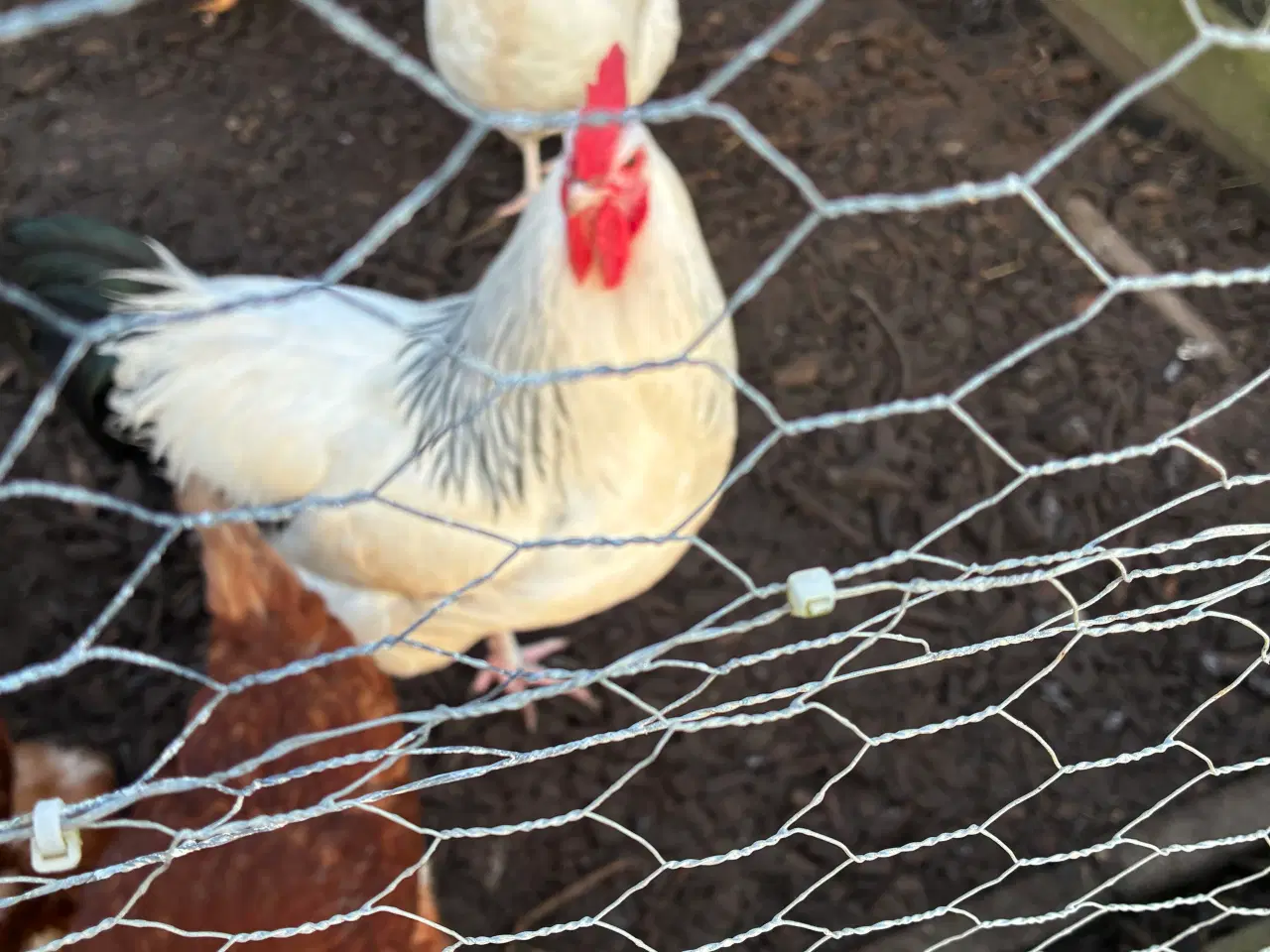 Billede 3 - Lys Sussex