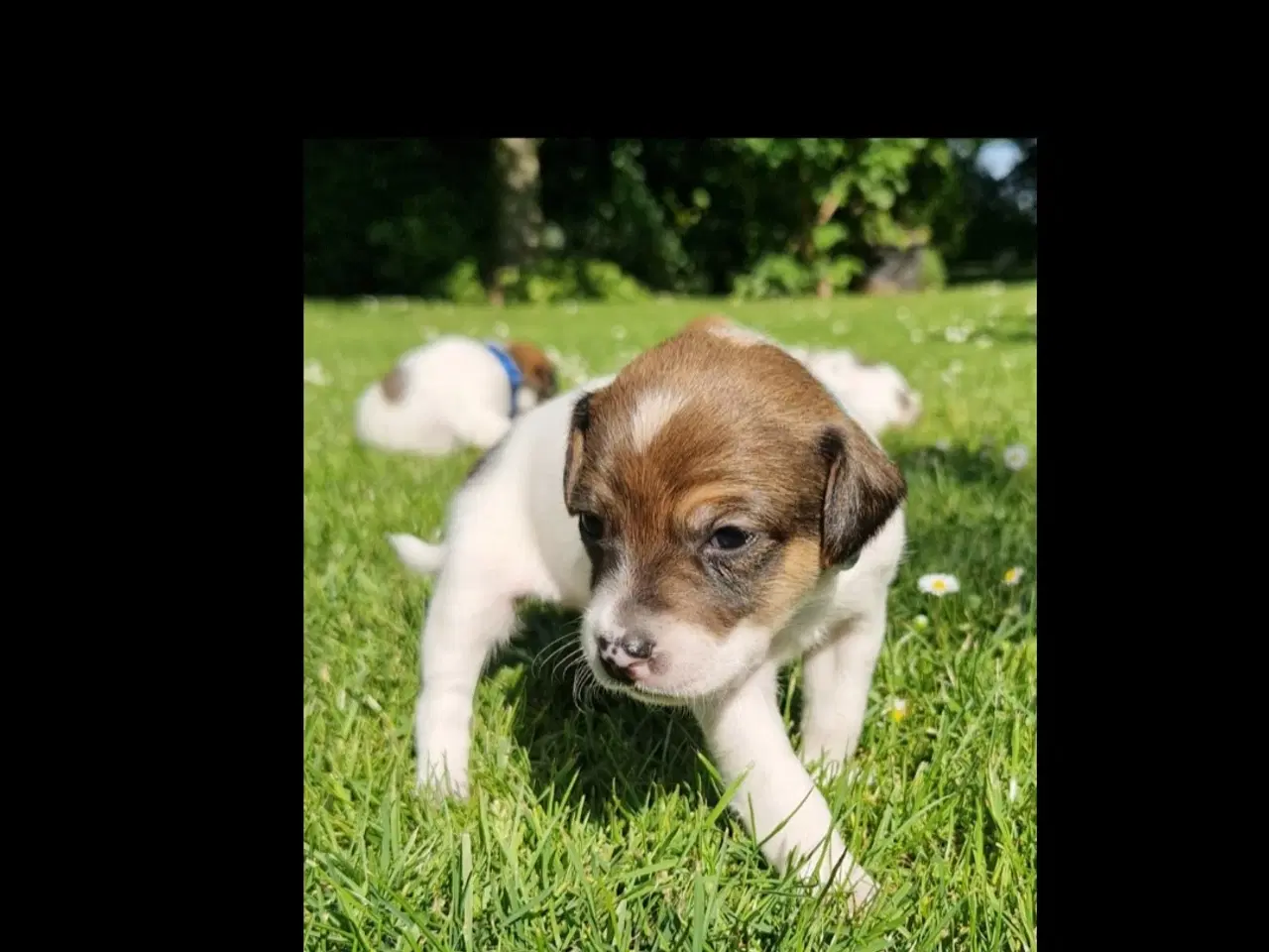 Billede 16 - Dansk svensk gårdhunde hvalpe 