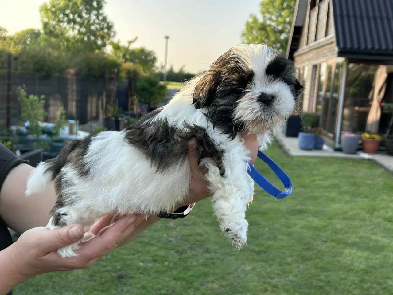 Billede 4 - Shih tzu hvalpe 