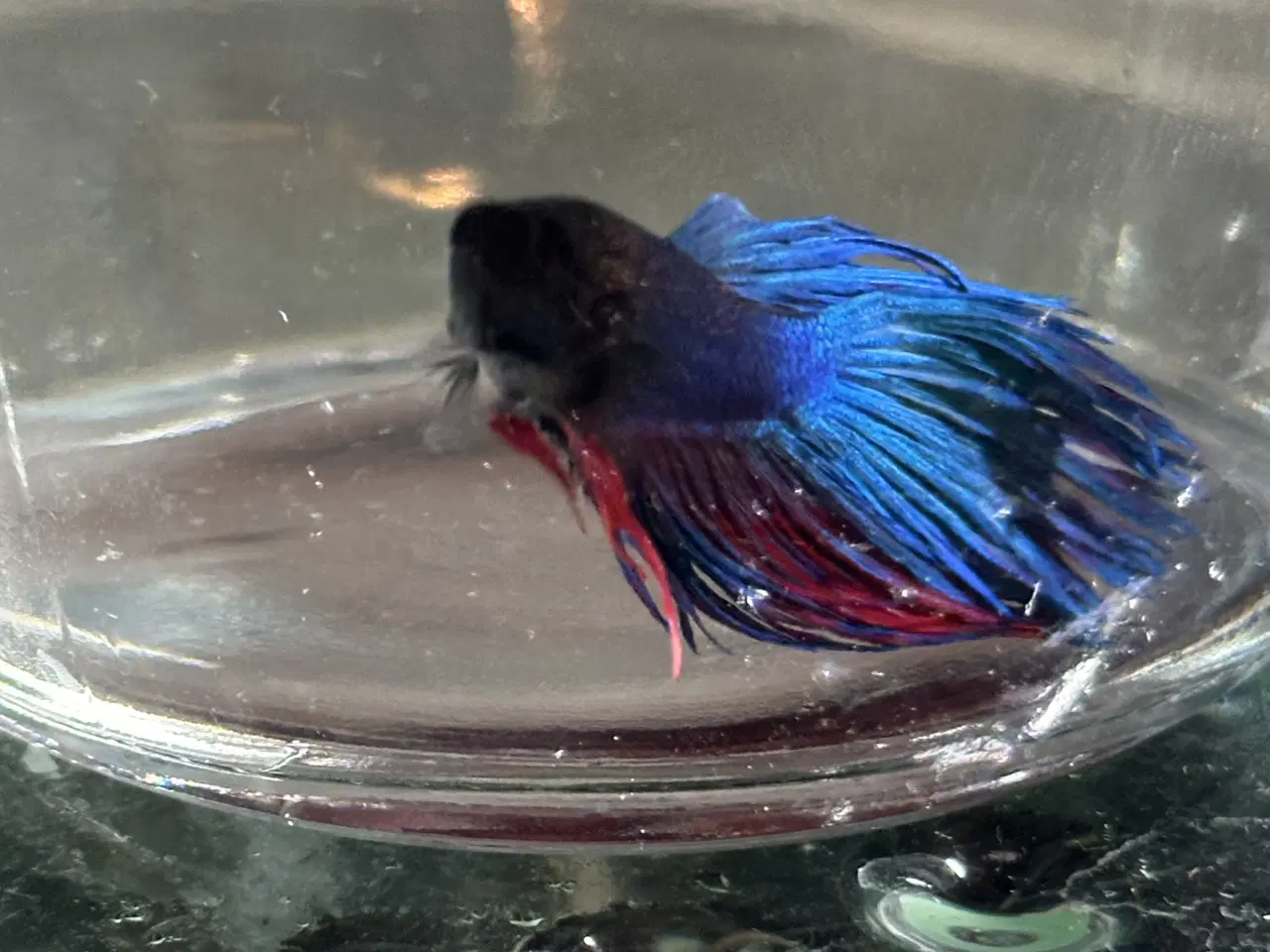 Billede 3 - Crowntail han 