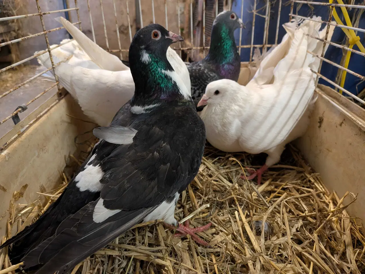 Billede 7 - 10 krydsning duer