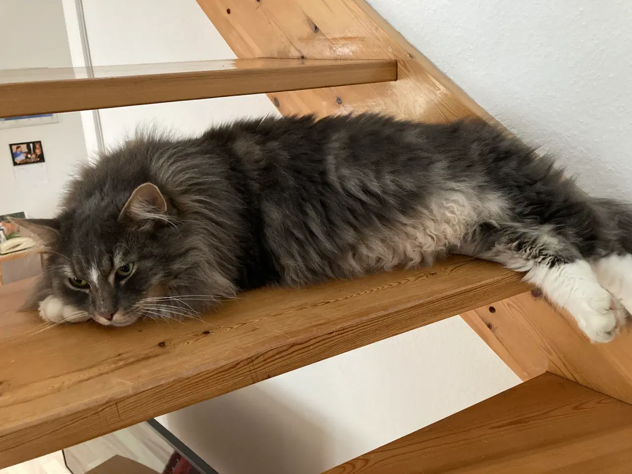 Billede 2 - Katte søger nyt kærligt hjem