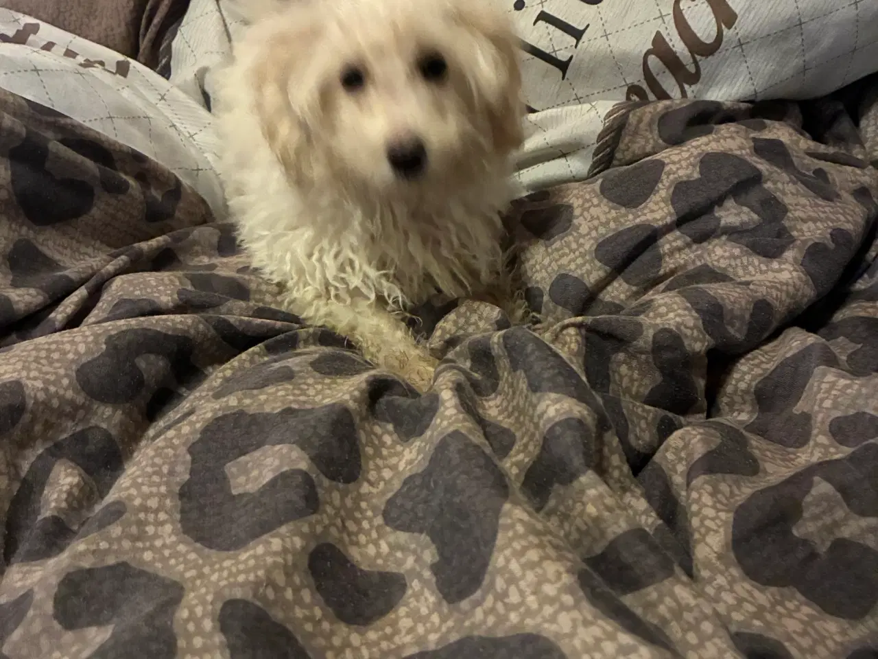 Billede 2 - Puddel blandinger 