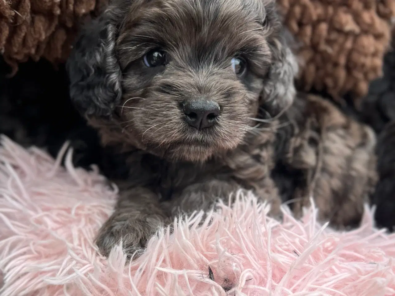 Billede 3 - Merlefarvet Cockapoo 