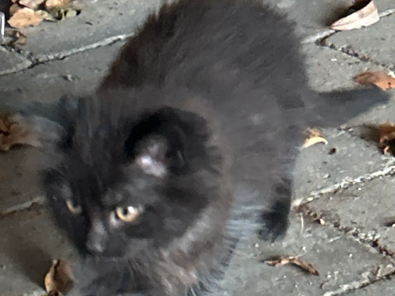 Billede 4 - Små søde blandings kattekillinger 