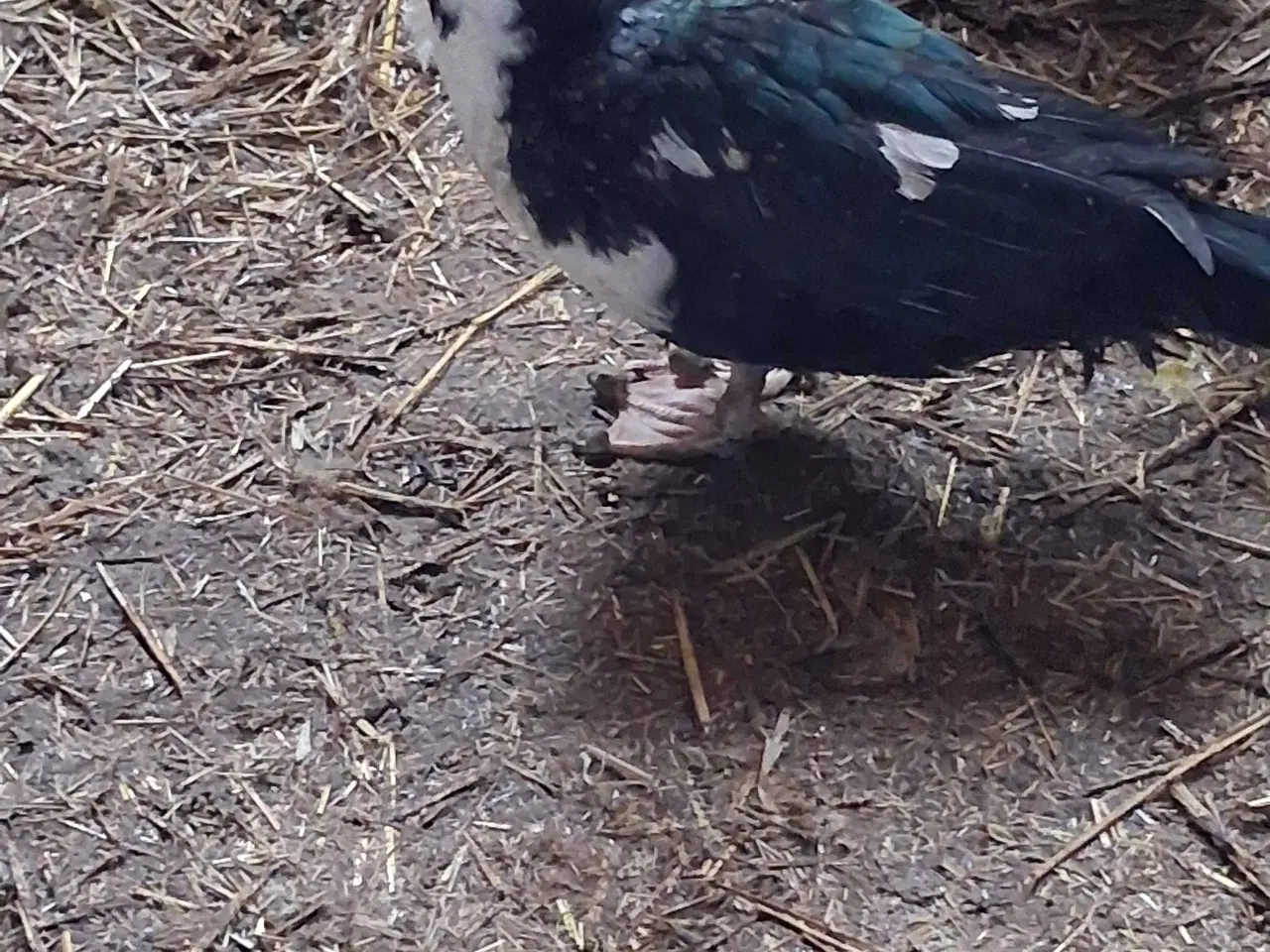 Billede 1 - Moskusænder