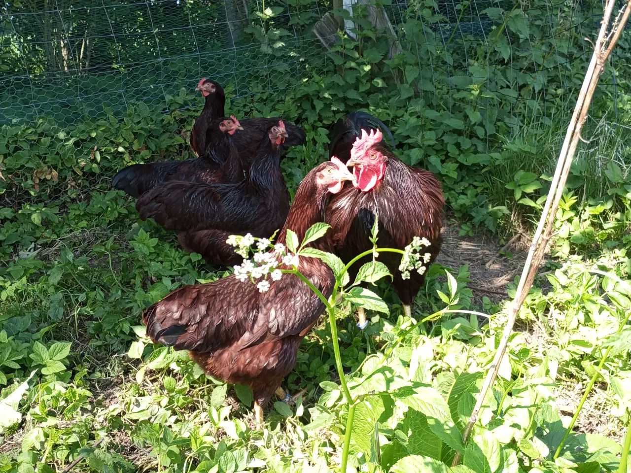 Billede 4 - Rhode Island Red  rugeæg 10 kr