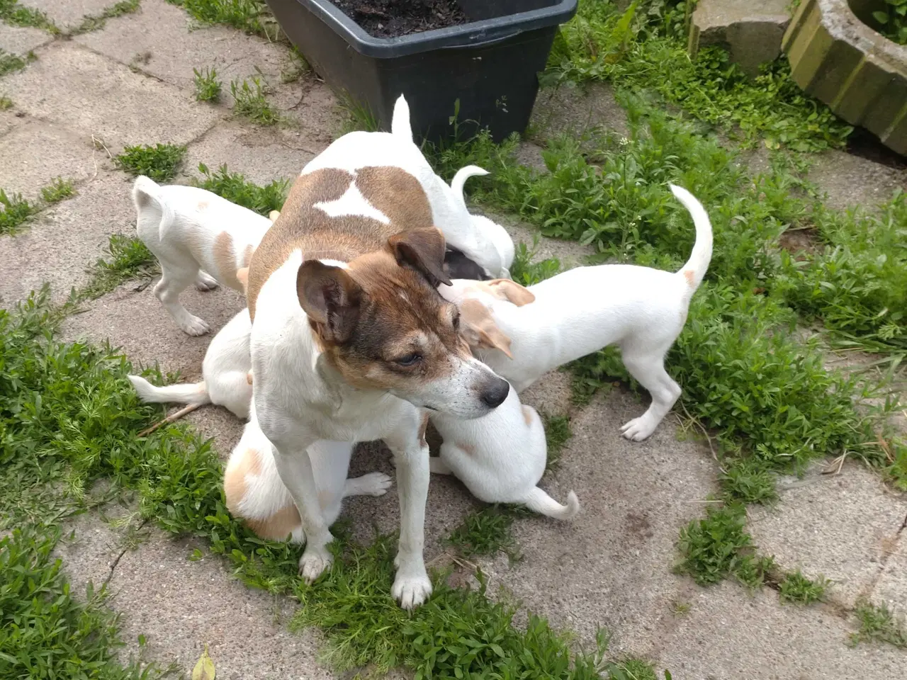 Billede 9 - Dansk/svensk gårdhunde hvalpe