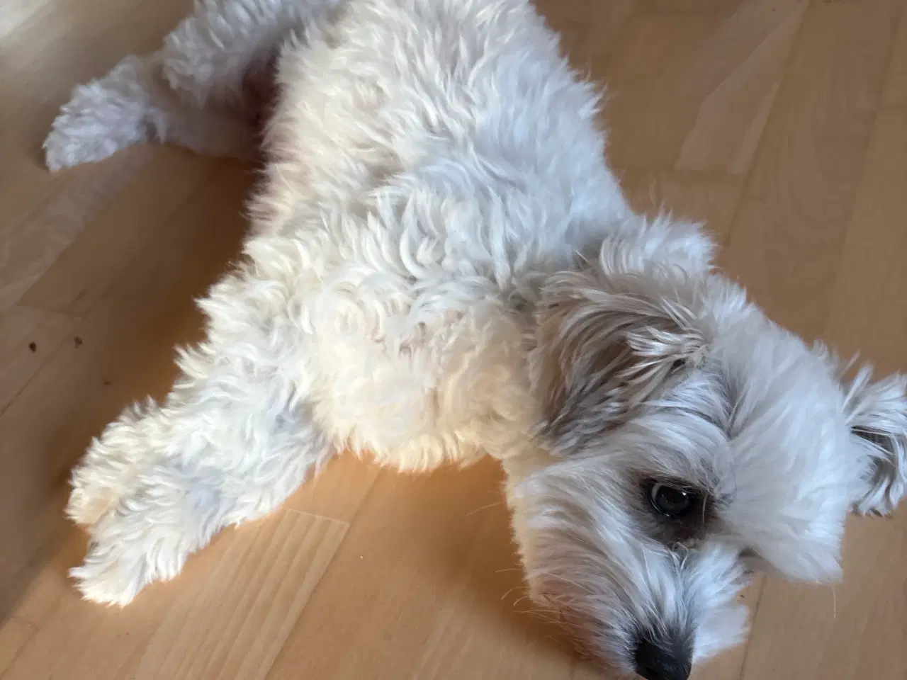 Billede 2 - Hundehvalpe 